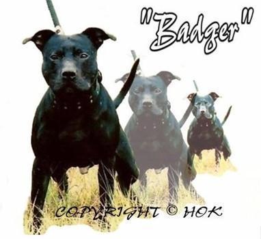 http://www.fiapbtpedigree.com/phpThumb.php?src=imagenes_perros/102788.jpg&w=500&f=jpg