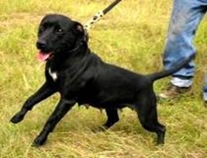 http://www.fiapbtpedigree.com/phpThumb.php?src=imagenes_perros/140221.jpg&w=500&f=jpg