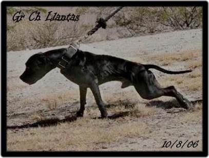 GR CH CHAVEZ' LLANTAS BIS