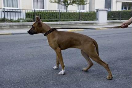 http://www.fiapbtpedigree.com/phpThumb.php?src=imagenes_perros/208960.jpg&w=500&f=jpg