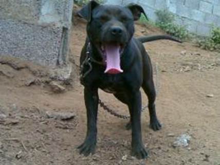 http://www.fiapbtpedigree.com/phpThumb.php?src=imagenes_perros/290425.jpg&w=500&f=jpg