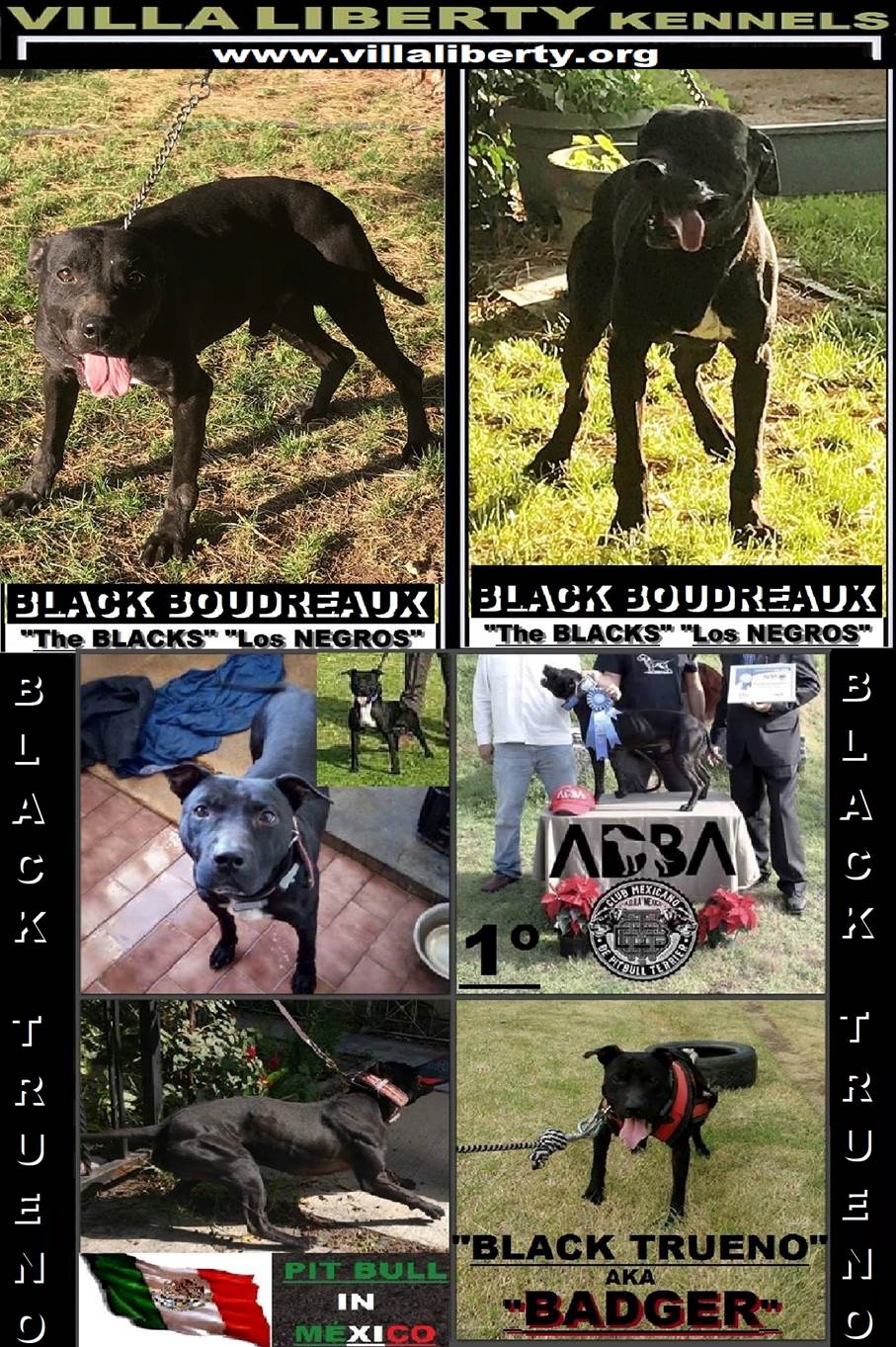 CAMADA BLACK BOUDREAX 2024