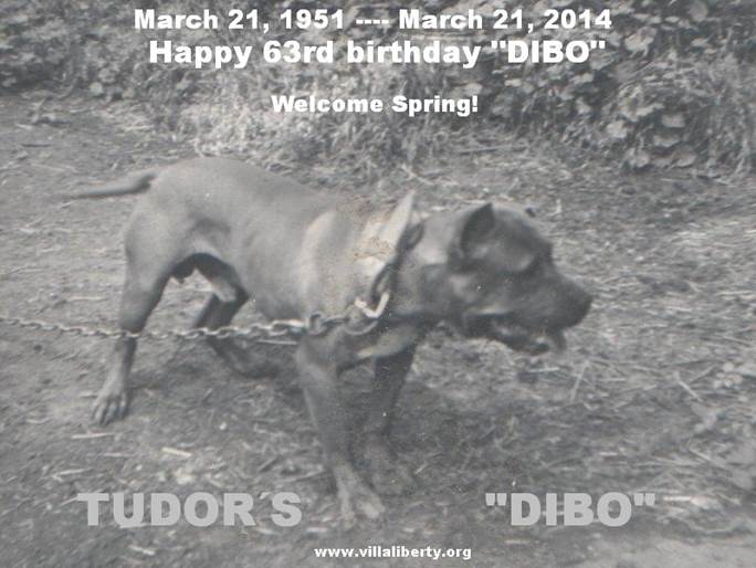 Tudor�s Dibo.