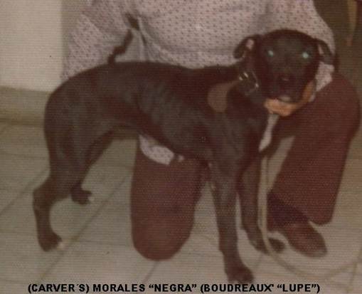 Copia de CH (MORALES' NEGRA) BOUDREAUX' LUPE 3