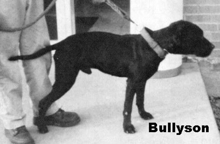 http://www.antohinkennels.com/gallery/120_bullyson.jpg