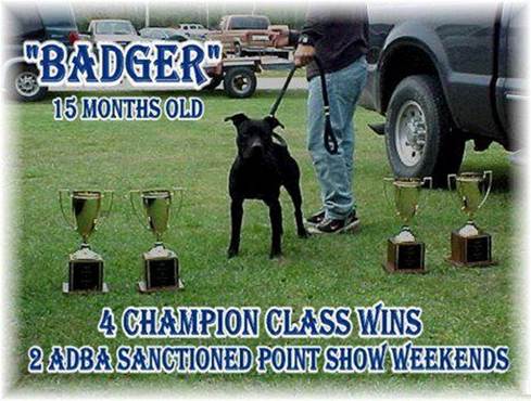 BADGER PADRE DE BOUDREAUX (Bullyson - Gar)