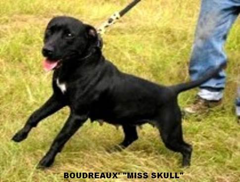 BoudreauxMiss Skull Madre de BOUDREAUX (Bullyson - Gar)