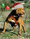 Piti Navidad