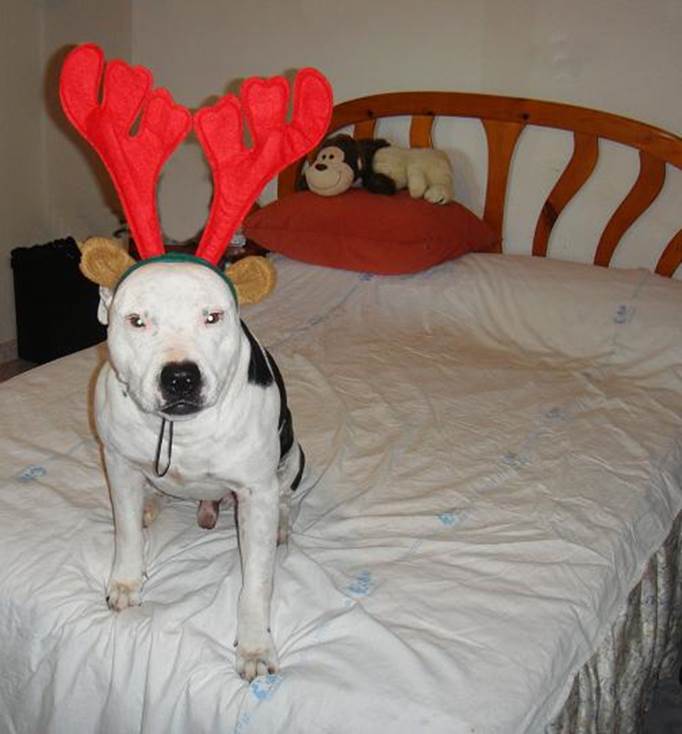 Patches navidad