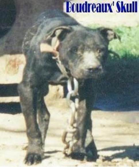 BoudreauxSkull abuelo de BOUDREAUX (Bullyson - Gar)