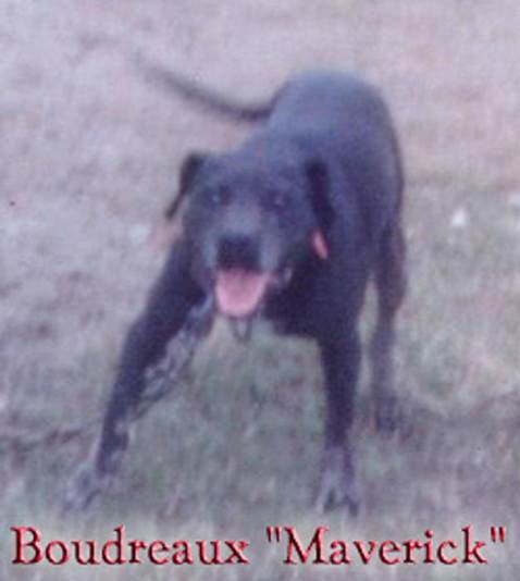 BoudreauxMaverick bisabuelo de BOUDREAUX (Bullyson - Gar)